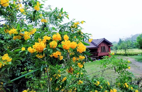 Samoeng Resort | 35 m² Resort ∙ 3 guests