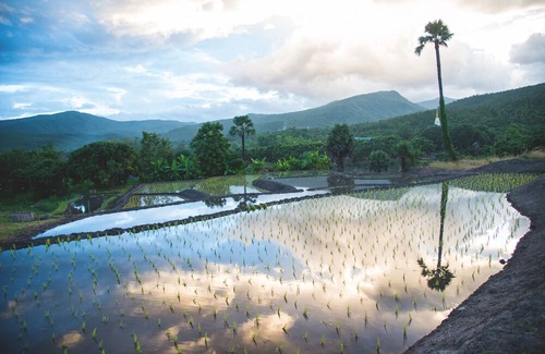 Ban Luang Hotel | Suan Sook Homestay
