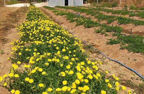Si Mahosot House | 100 m² House ∙ 1 bedroom ∙ 1 guest