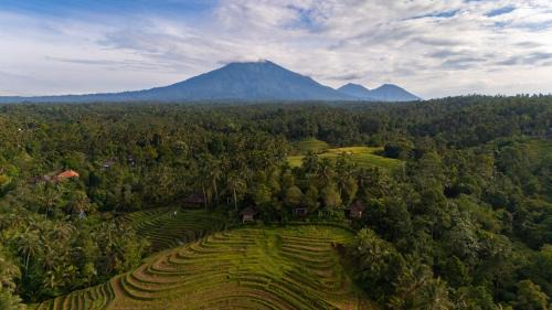 East Selemadeg Resort | Clove Tree Hill