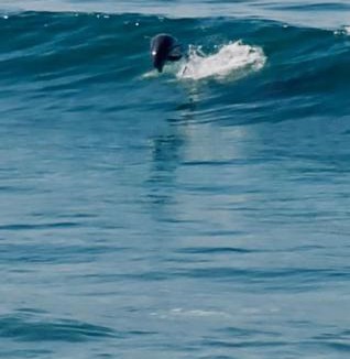 La Fonda House | Dolphin Beach Get Away