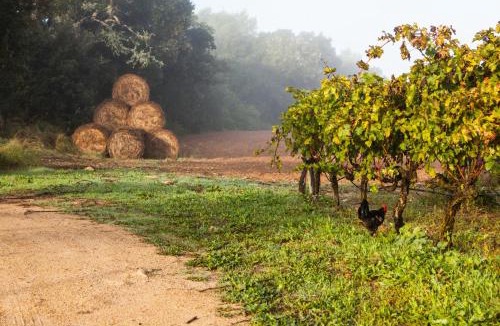 Algaida House | Oliver Moragues Grandhouse & Vineyard