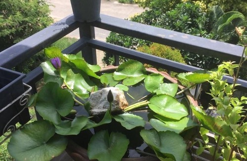 Nong Prue Apartment | Rent a rural condo in Thailand near the Ocean