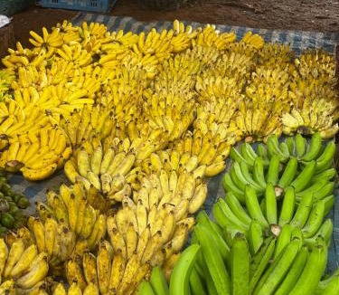 Mueang Ngai Other | Yidan Farmstay in Chiang Dao