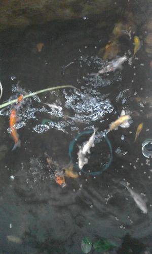 Photo of Others in K. Phu Kam Yao