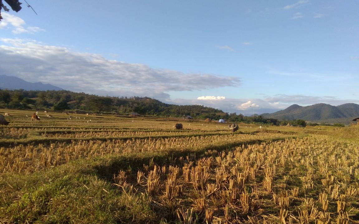 Photo of Others in Pai