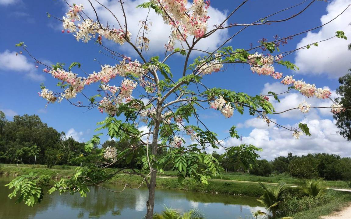 Photo of Outdoor in Rayong