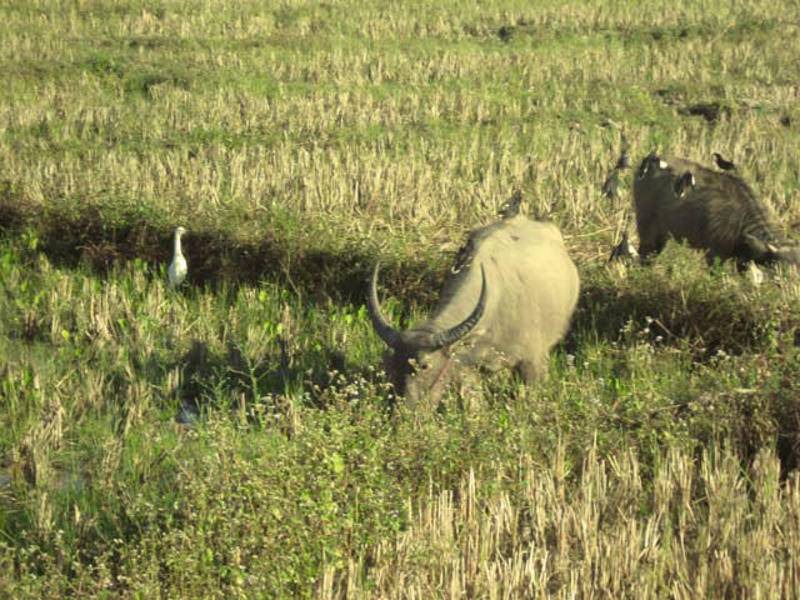 Photo of Others in Pai