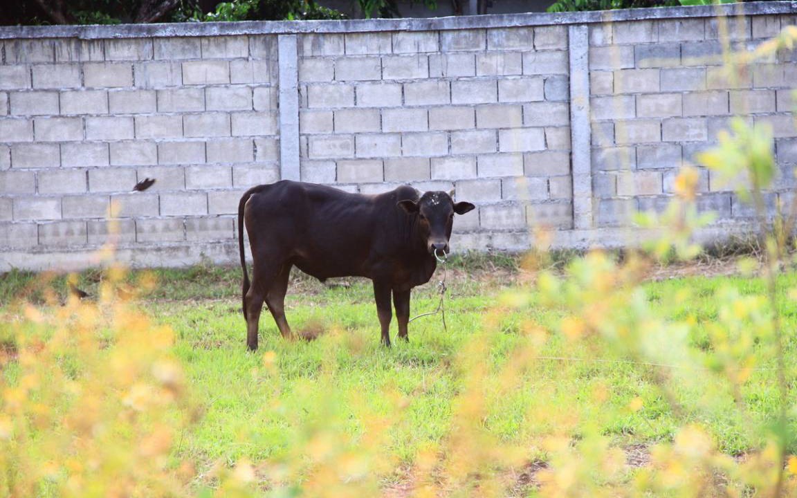 Photo of Others in San Sai