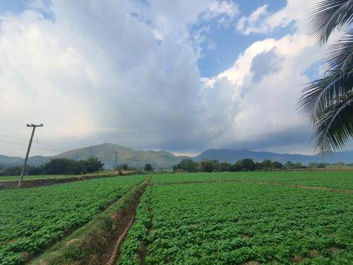 Photo of Others in Phrao