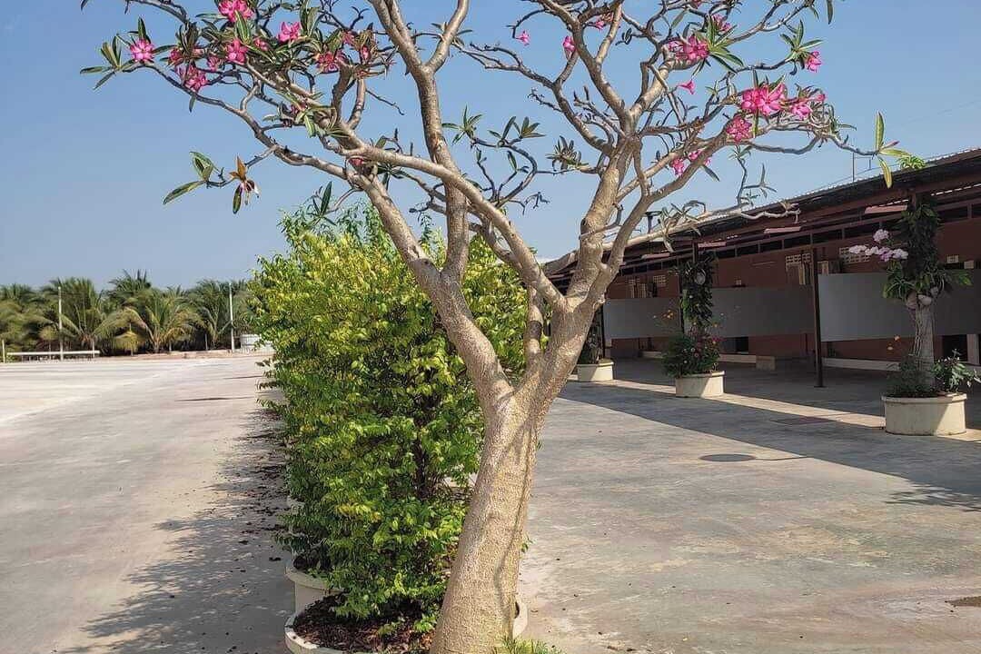 Photo of Outdoor in Bang Phae