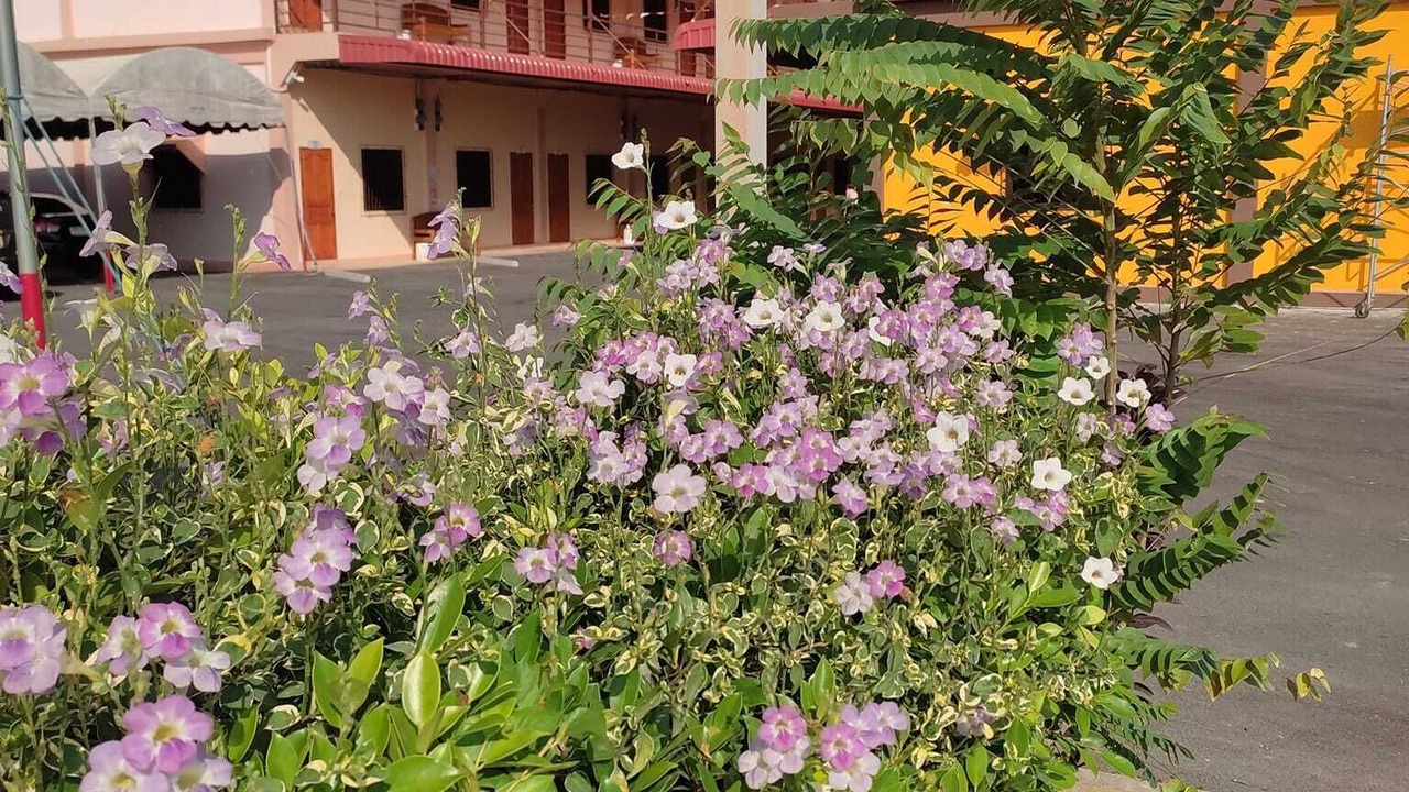 Photo of Outdoor in Bang Phae