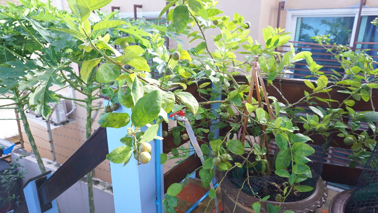 Photo of Outdoor in Nanai Road