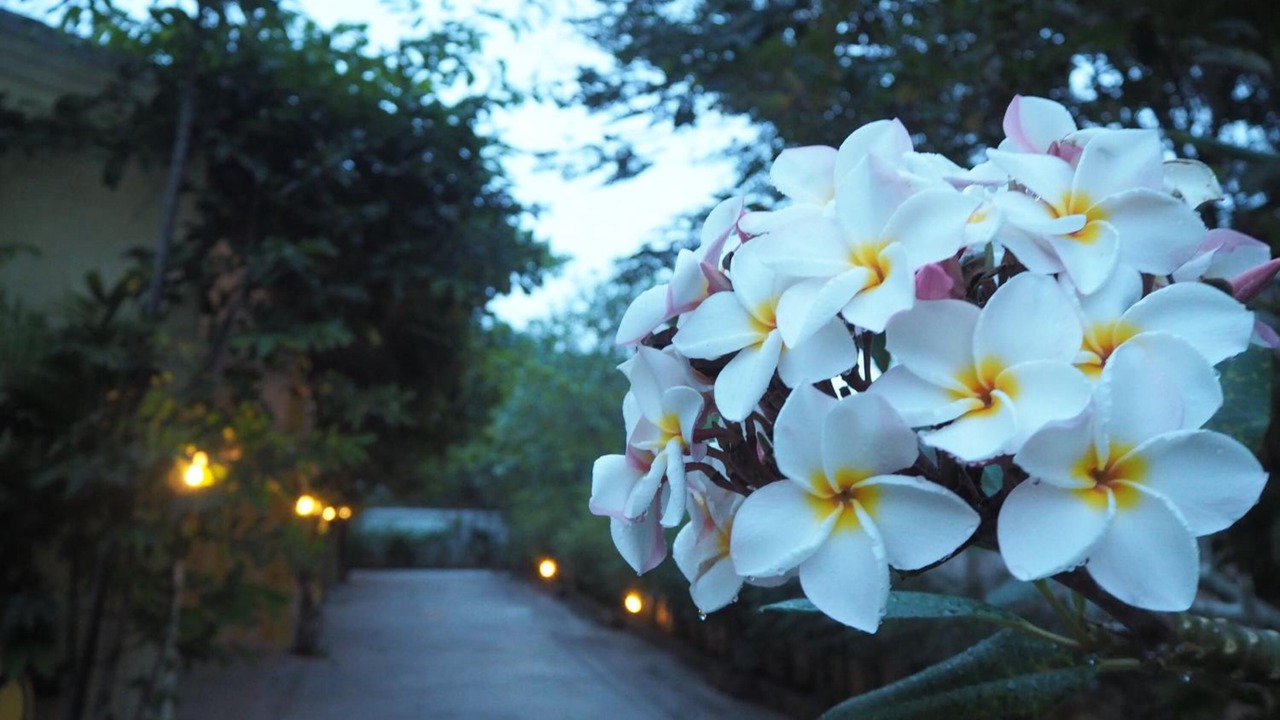 Photo of Outdoor in Phanom Sarakham