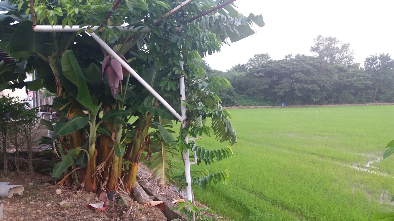 Photo of Outdoor in Nakhon Nayok