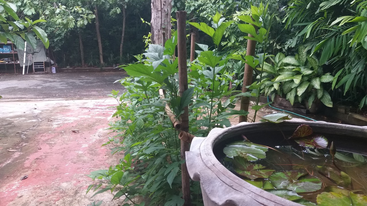 Photo of Others in Nakhon Ratchasima