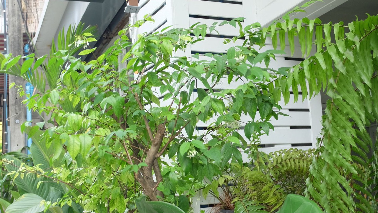 Photo of Outdoor in Phra Khanong