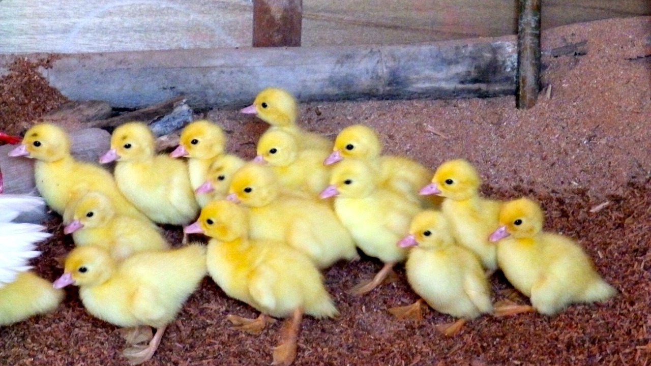 Photo of Others in Hang Dong