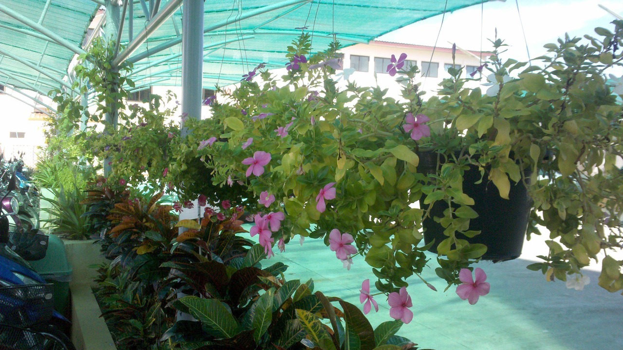 Photo of Outdoor in San Sai