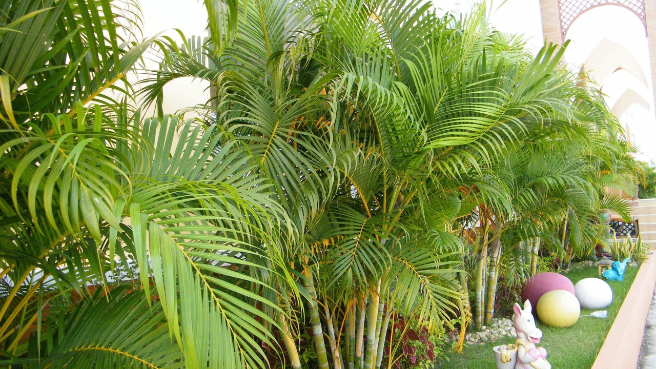 Photo of Outdoor in San Sai
