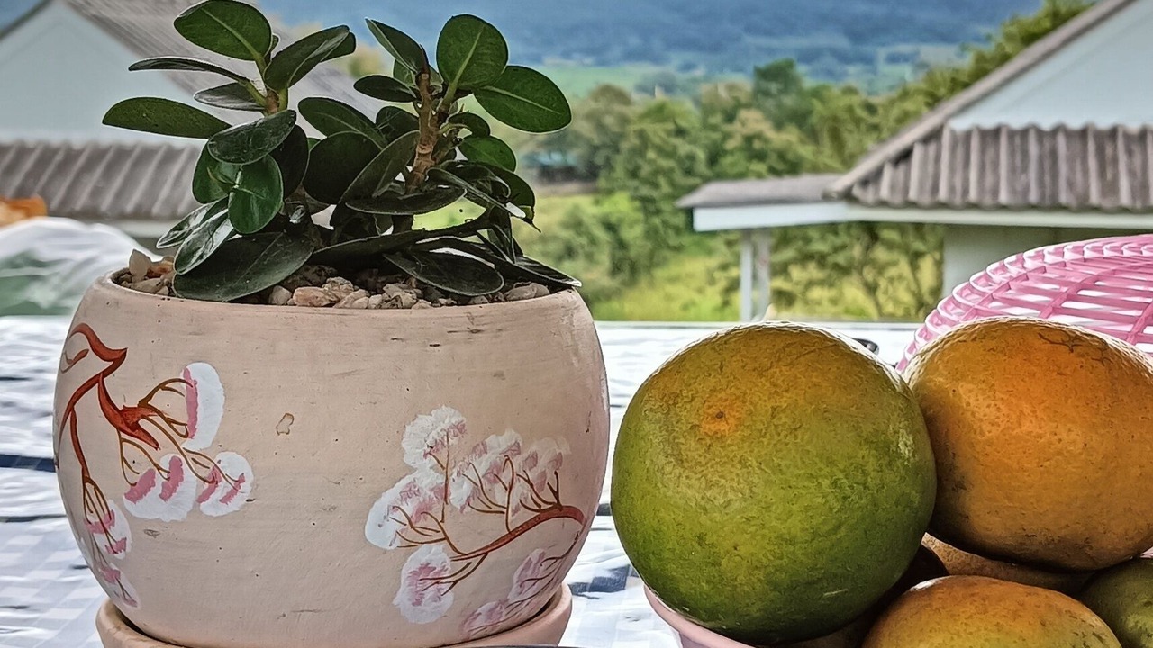 Photo of Others in Pai