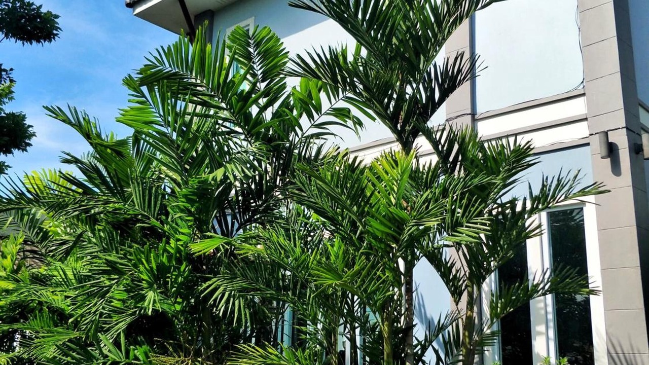Photo of Outdoor in Thani