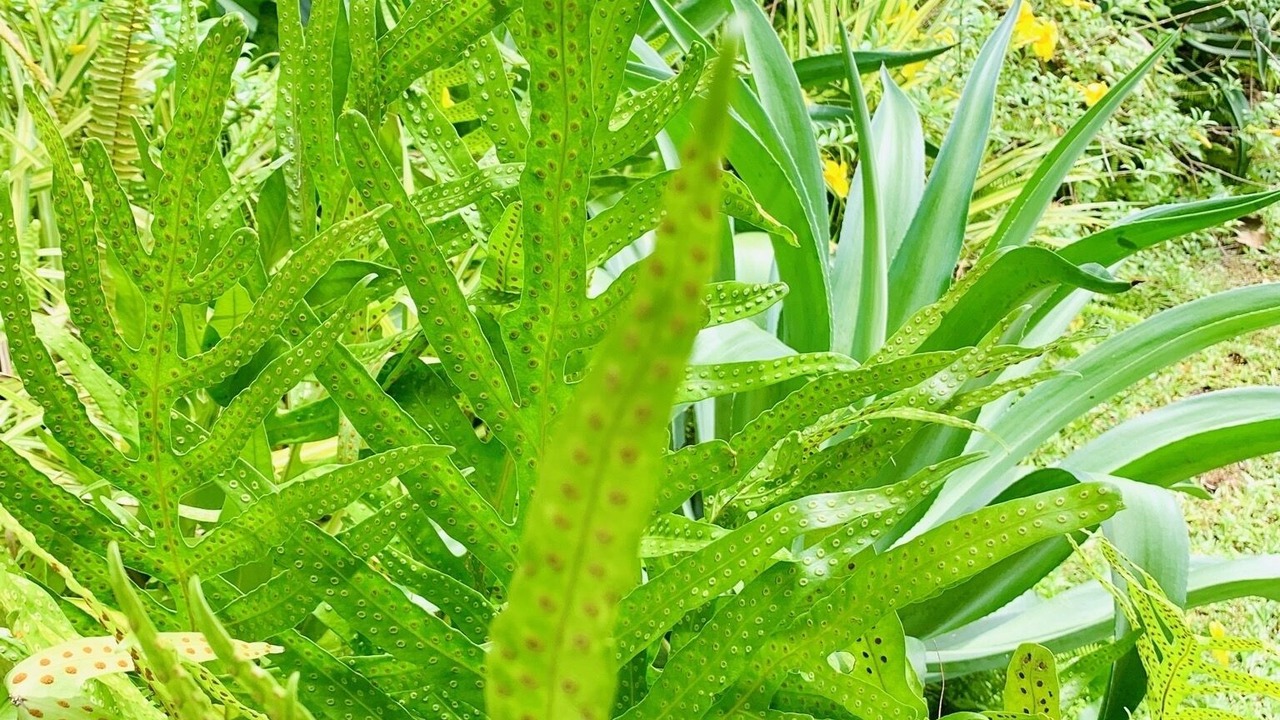 Photo of Outdoor in Nong Thale