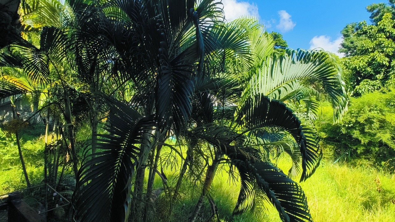 Photo of Outdoor in Thong Sala