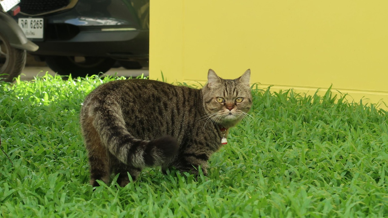 Photo of Outdoor in Saraphi