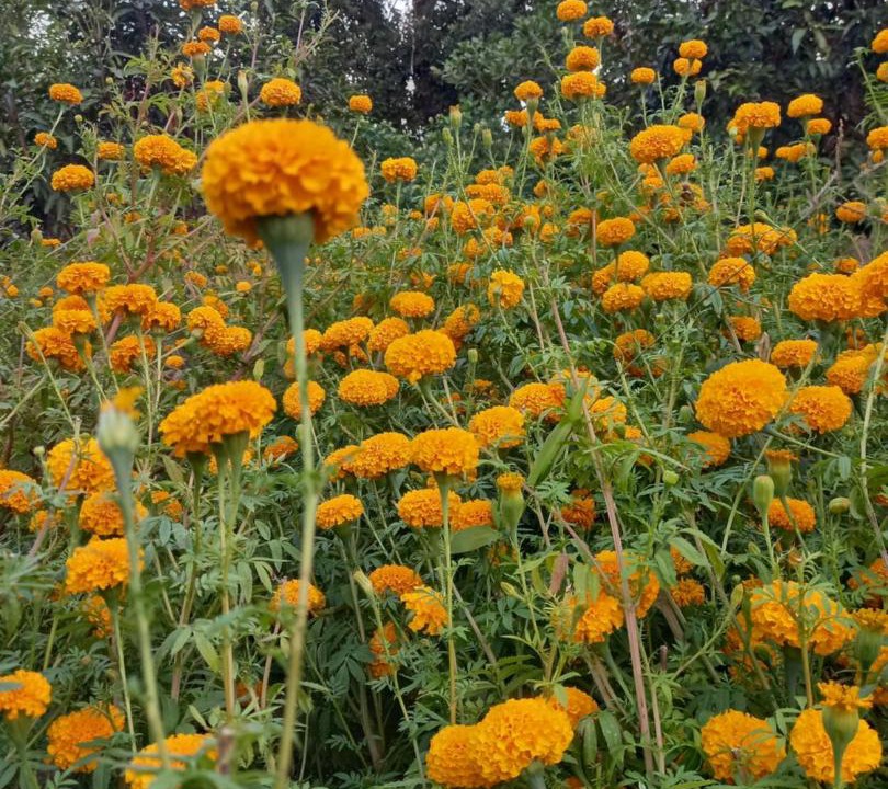Photo of Outdoor in Ban Ta Khun