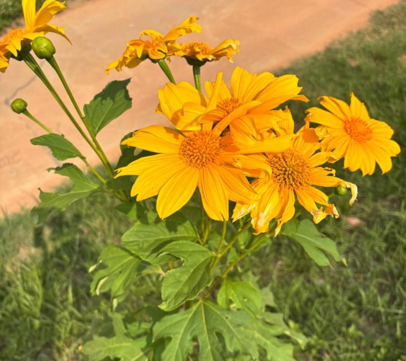 Photo of Outdoor in Doi Lo