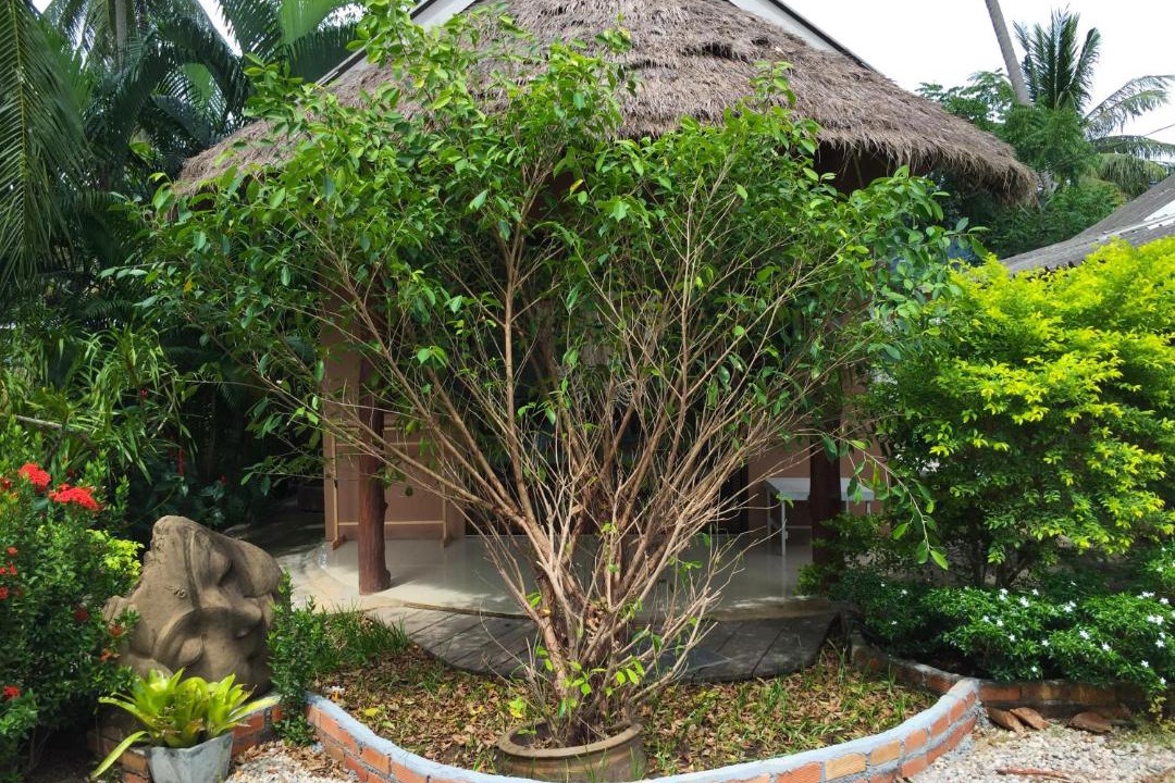 Photo of Others in Ko Lanta