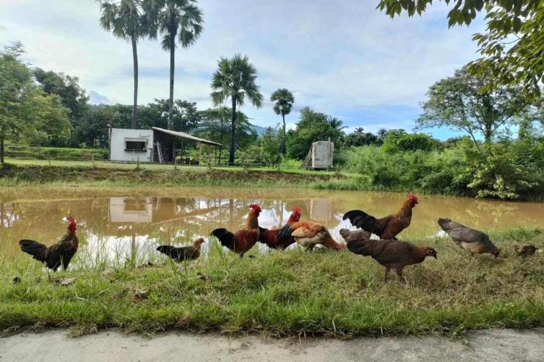 Photo of Others in Ban Luang