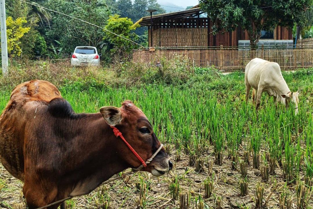 Photo of Others in Pai