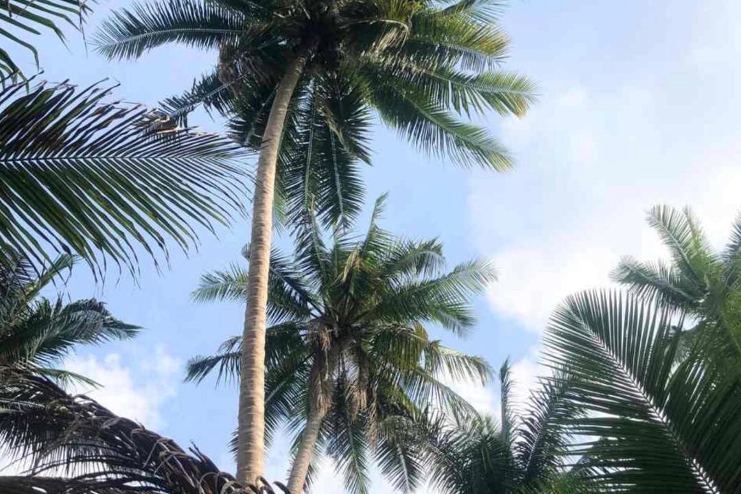 Photo of Others in Chumphon