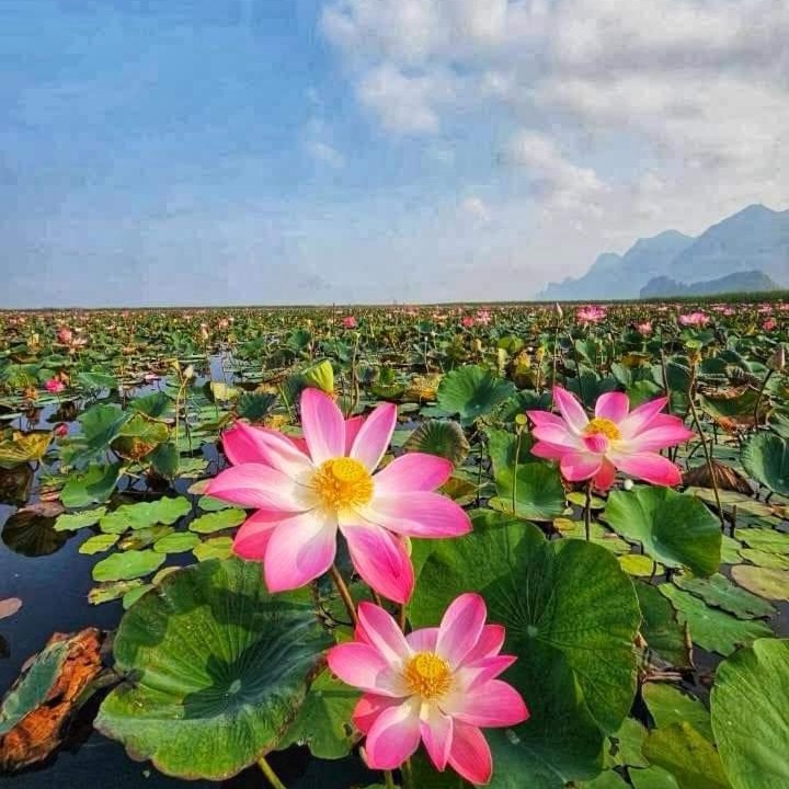 Photo of Others in Sam Roi Yot