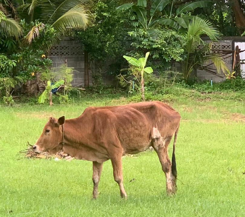 Photo of Others in Pai