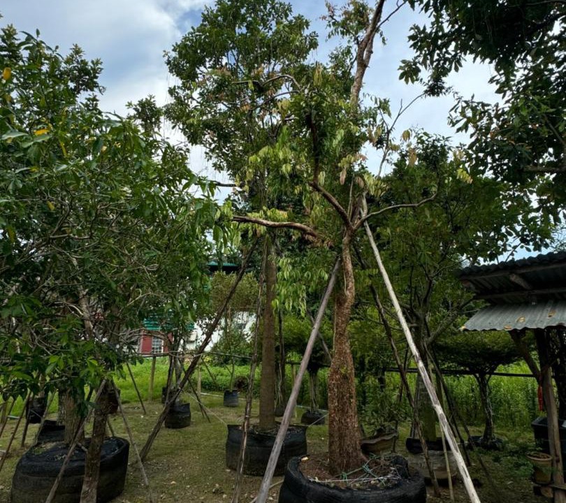 Photo of Others in Sisaket