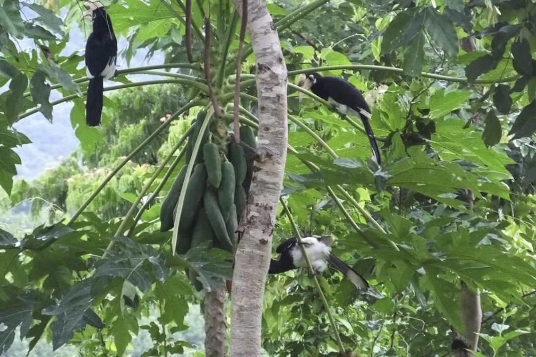 Photo of Others in Kaeng Krachan