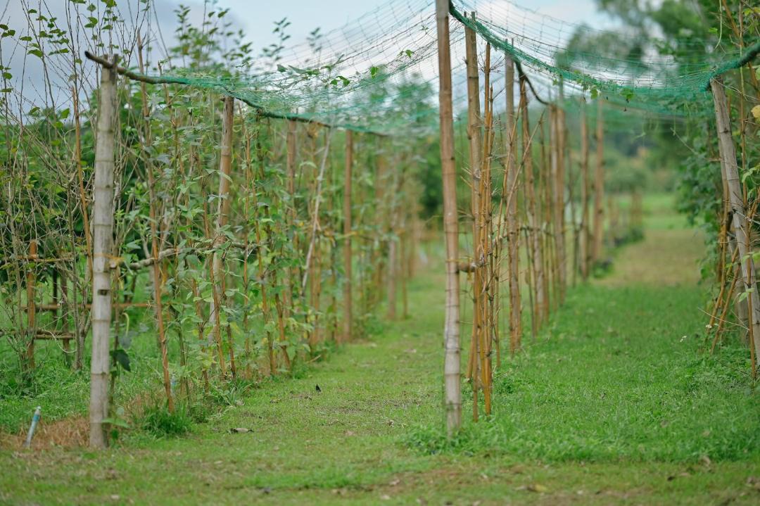 Photo of Others in Mae Suai