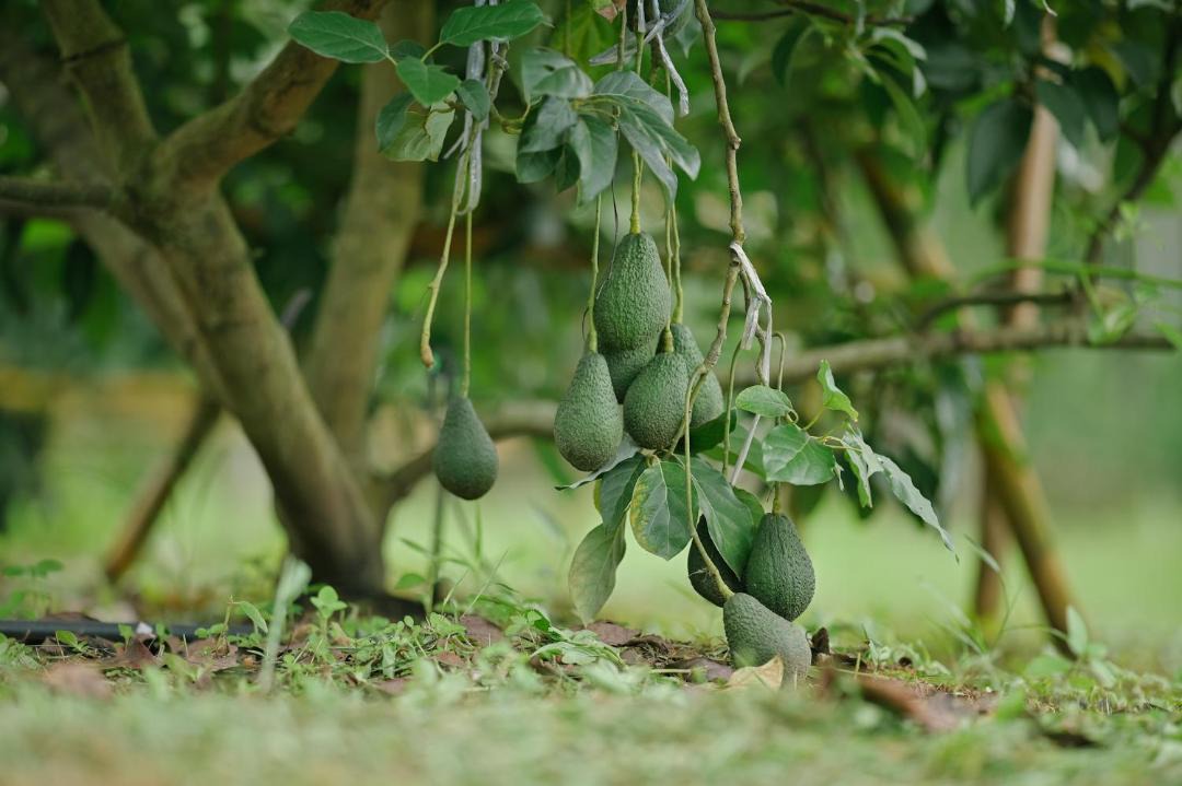 Photo of Others in Mae Suai