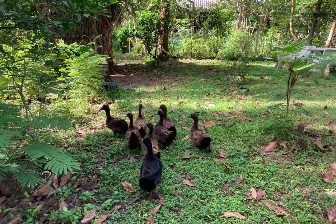 Photo of Others in Chumphon