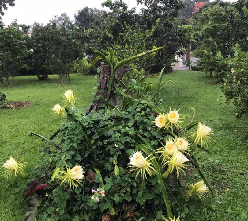 Photo of Outdoor in Wiang Chai