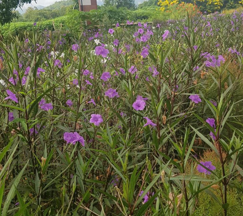 Photo of Outdoor in Tha Sao