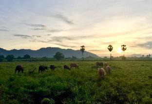 Photo of Others in Lop Buri